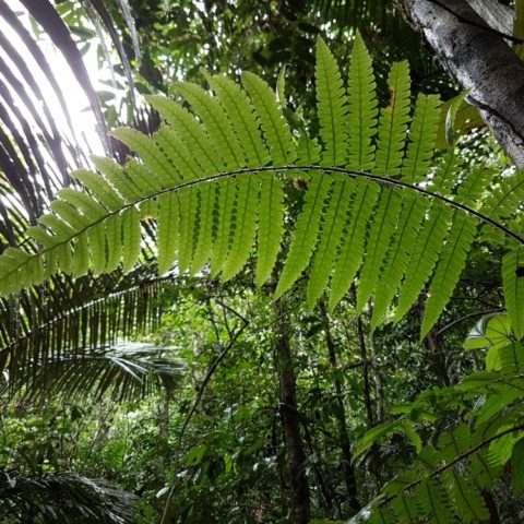 W dżungli, fot. Beata Pawlikowska