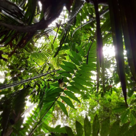 W dżungli, fot. Beata Pawlikowska