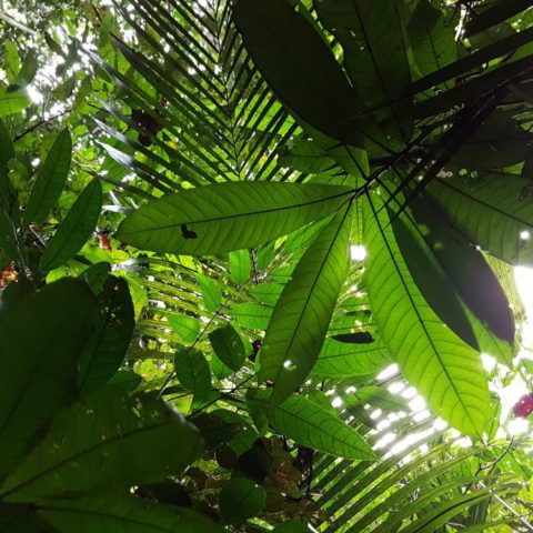 W dżungli, fot. Beata Pawlikowska