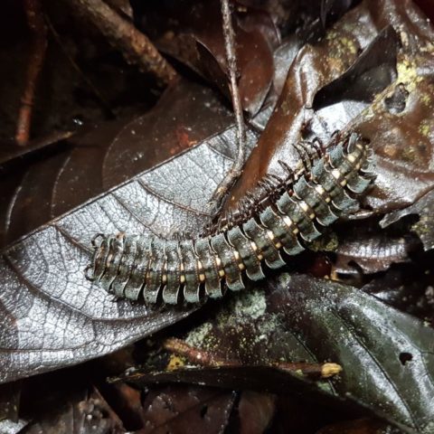 Skolopendra, fot. Beata Pawlikowska