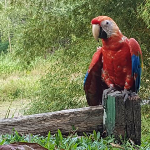 W dżungli, fot. Beata Pawlikowska
