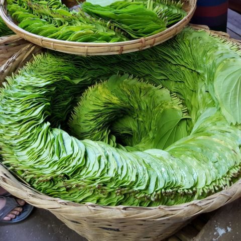 Liście betelu, fot. Beata Pawlikowska