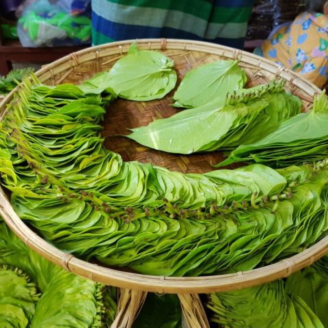 Liście betelu,  fot. Beata Pawlikowska