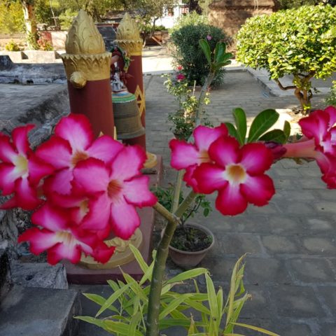 Róża pustyni (adenium),  fot. Beata Pawlikowska