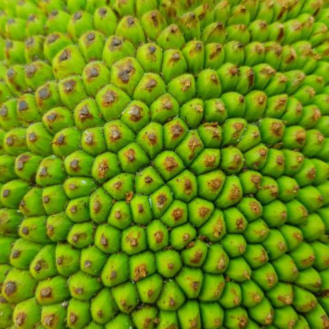 Owoc jackruita z bliska,  fot. Beata Pawlikowska