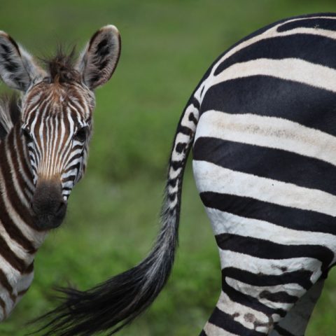 Zebry na sawannie w Kenii,  fot. Beata Pawlikowska