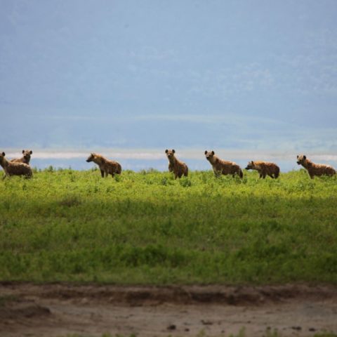Hieny na sawannie Serengeti, tanzaniua,  fot. Beata Pawlikowska