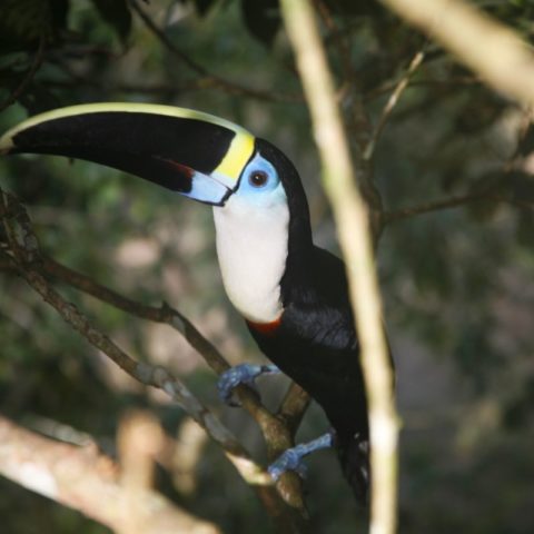 Tukan w dzungli amazońskiej, Brazylia,  fot. Beata Pawlikowska