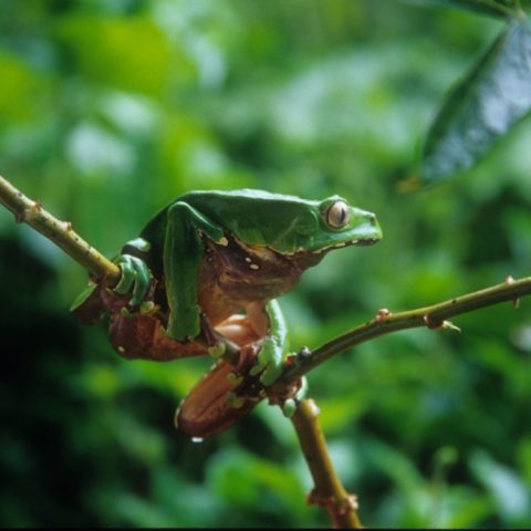 Amazońska żada nadrzewna,  fot. Beata Pawlikowska