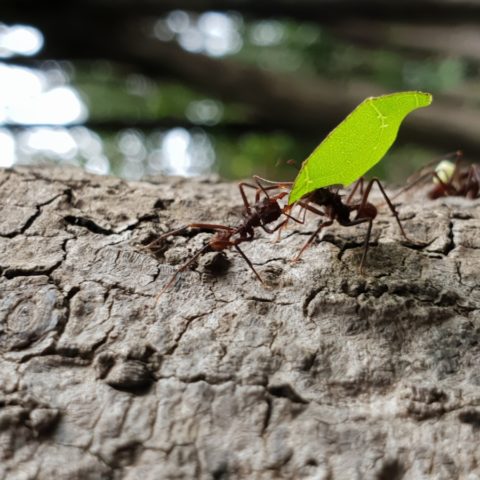 Mrówki parasolowe, Brazylia,  fot. Beata Pawlikowska