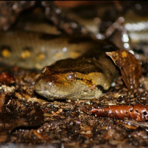 Anakonda w dzungli amazońskiej, Brazylia,  fot. Beata Pawlikowska