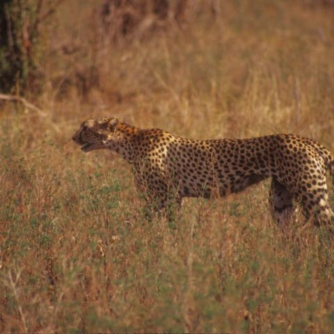 Gepard na sawannie, Kenia,  fot. Beata Pawlikowska