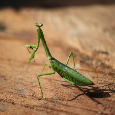 Modliszka w dżungli, Brazylia,  fot. Beata Pawlikowska