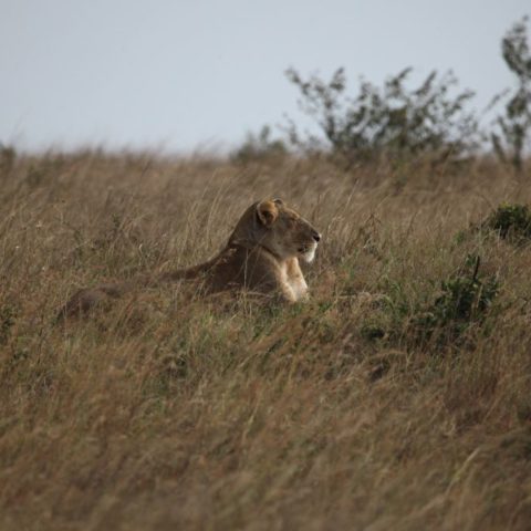 Lew na sawannie Masai Mara, Kenia,  fot. Beata Pawlikowska