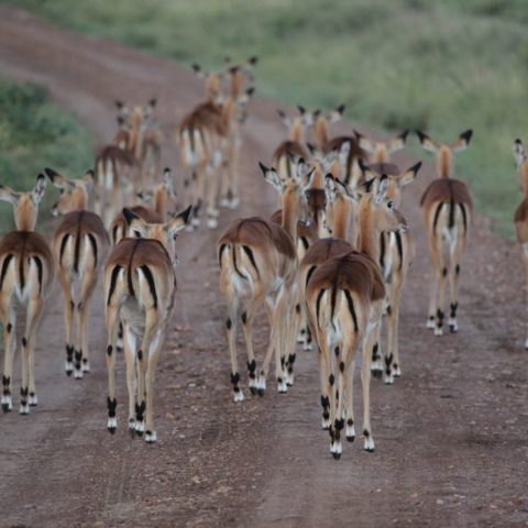 Impale na drodze w parku Masai Mara, kenia,  fot. Beata Pawlikowska