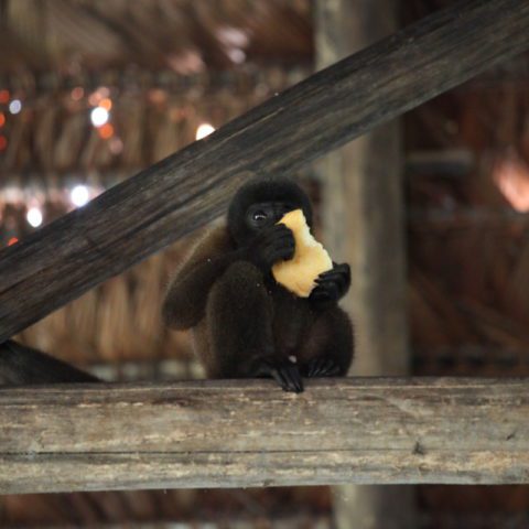 Małpka czepiak, Amazonia, Brazylia,  fot. Beata Pawlikowska