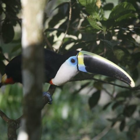 Tukan w Amazonii, Brazylia,  fot. Beata Pawlikowska