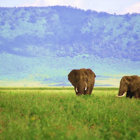 Słonie w kraterze Ngorongoro w Tanzanii,  fot. Beata Pawlikowska