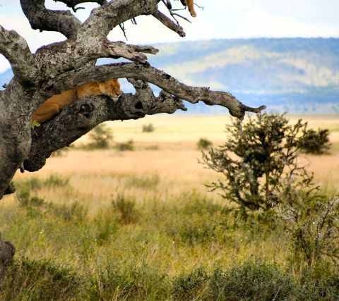 Lwica w parku Masai Mara w Kenii,  fot. Beata Pawlikowska