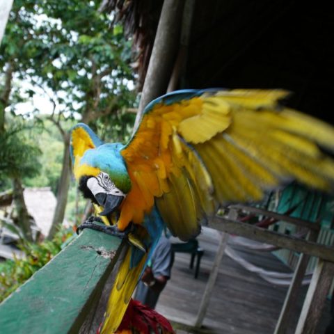 Ara ararauna w dżungli amazońskiej, Brazylia,  fot. Beata Pawlikowska