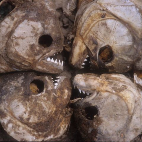 Piranie na równinie los llanos w Wenezueli,  fot. Beata Pawlikowska