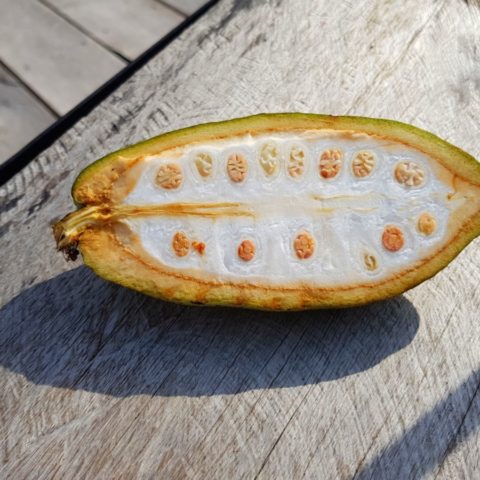 Owoc kakaowca, Theobroma cacao, dżungla w Brazylii