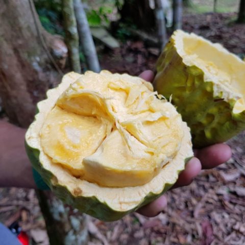 Dojrzały owoc kakaowca można jeść na surowo, ma kremowy miąższ o czekoladowym smaku