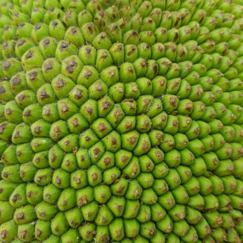 Łupina jackfruita, owocu drzewa bochenkowego, największego owocu rosnącego na drzewie, Birma