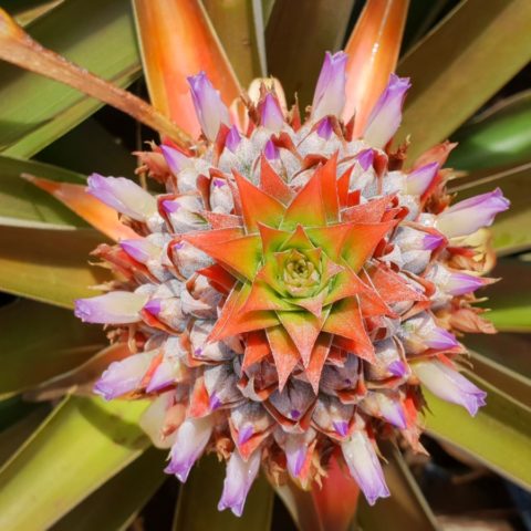 Kwiat ananasa, Hawaje