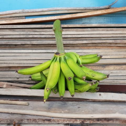 Jedna z wielu różnych odmian bananów, Kolumbia