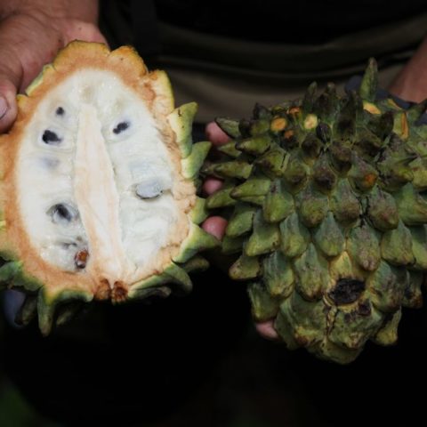 Biribá zwana po łacinie Rollinia deliciosa, czyli „pyszna rolinia”, owoc o smaku słodkiego cytrynowego kremu, Brazylia