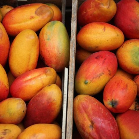 Pyszne, słodkie, aromatyczne owoce mango, Gwatemala