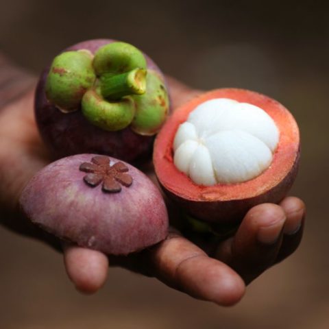 Mangostan, uważany za jeden z najsmaczniejszych owoców świata, o delikatnym, orzeźwiającym miąższu w smaku trochę podobny do truskawek, Zanzibar.