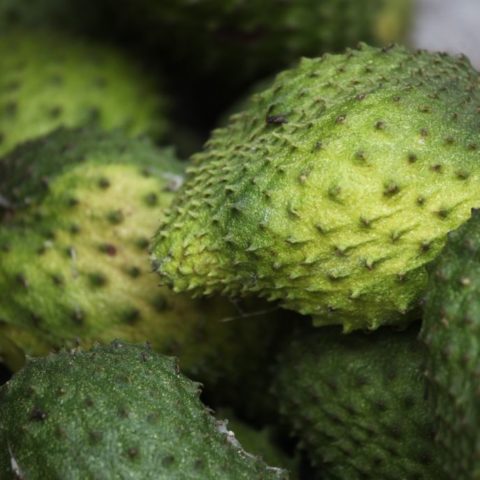 Guanabana, flaszowiec. Pod zieloną skórką kryje się miękki, kremowy, biały miąższ o delikatnym smaku