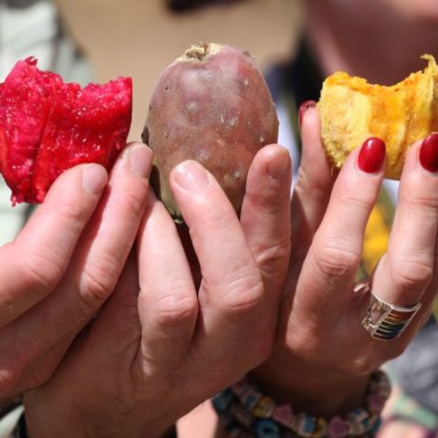 Owoce opuncji, Boliwia