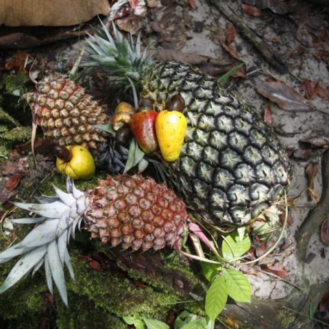 Dżunglowe ananasy i owoce marañon, Gujana Francuska.