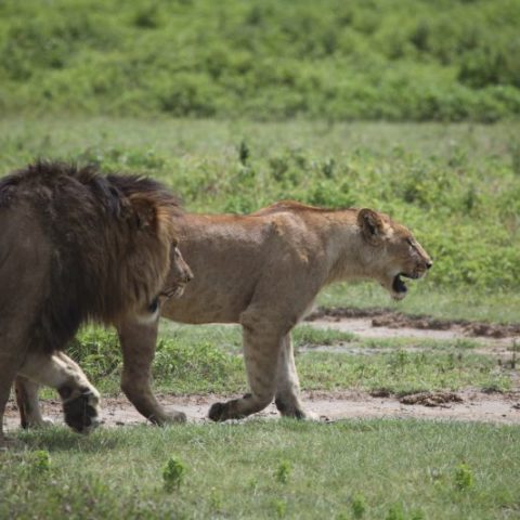 Zakochane lwy na sawannie Masai Mara, Kenia