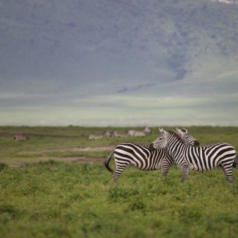 Zakochane zebry na sawannie Serengeti, Tanzania