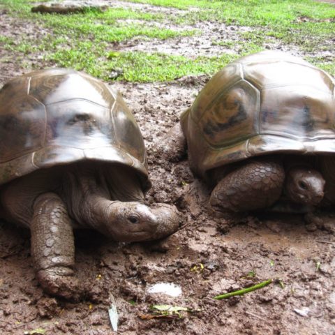 Ponad stuletni związek dwóch żółwi, Mauritius